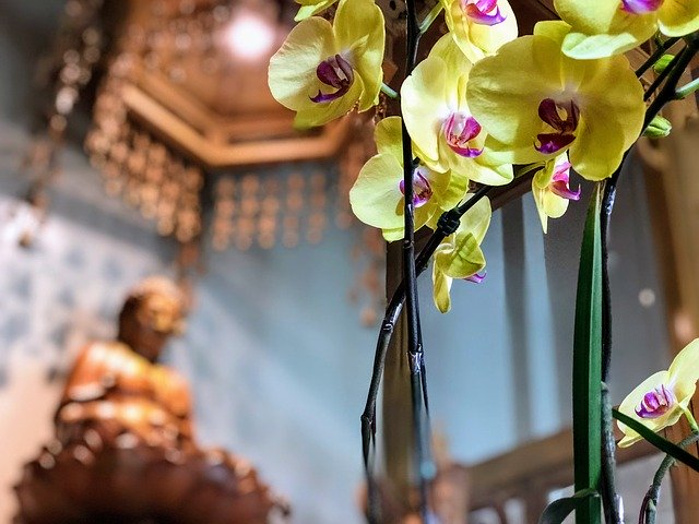 Download gratuito di Buddha Yellow Flower: foto o immagine gratuita da modificare con l'editor di immagini online GIMP