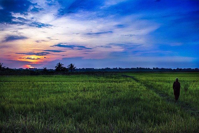 Libreng pag-download ng Buddhist Monk Dawn Paddy - libreng larawan o larawan na ie-edit gamit ang GIMP online na editor ng imahe