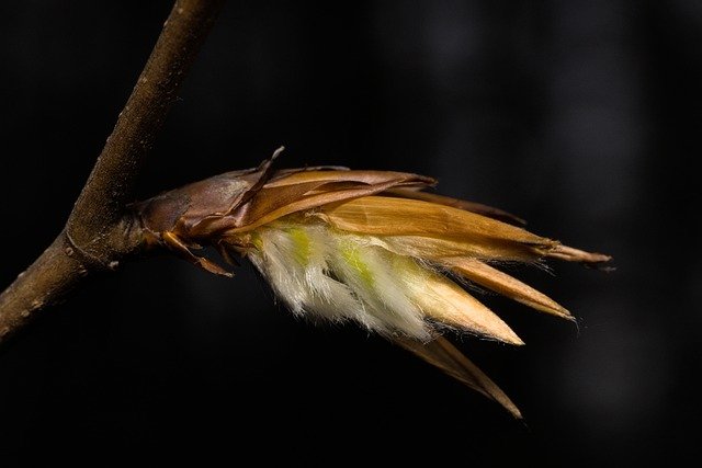 Free download budding leaf nature spring close up free picture to be edited with GIMP free online image editor