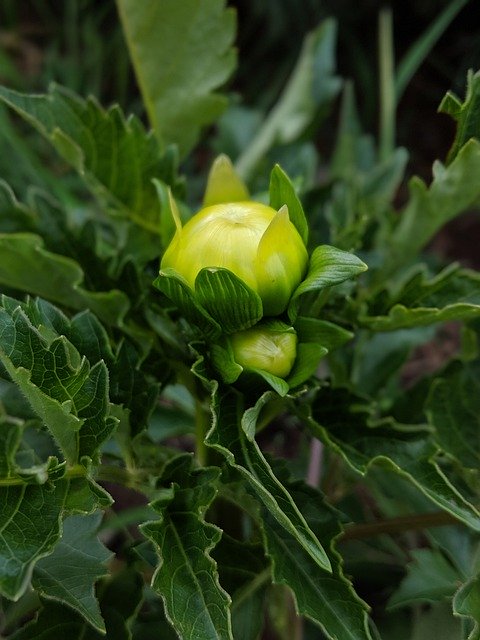 تنزيل Bud Flower Blossom مجانًا - صورة أو صورة مجانية ليتم تحريرها باستخدام محرر الصور عبر الإنترنت GIMP