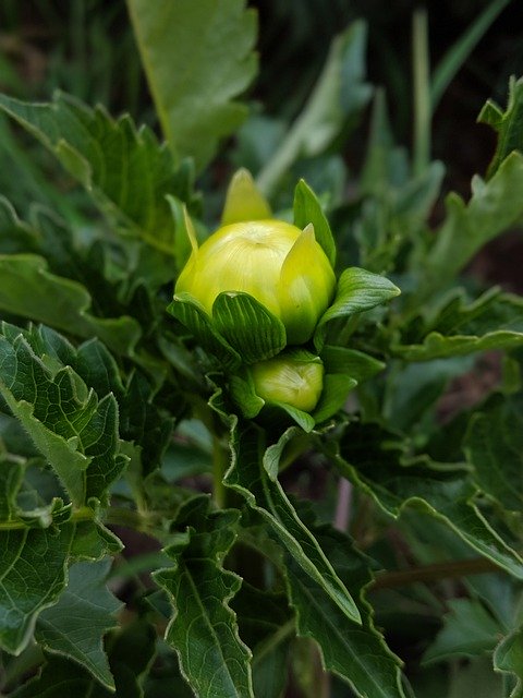 Безкоштовно завантажте Bud Flower Blossom – безкоштовну фотографію чи малюнок для редагування за допомогою онлайн-редактора зображень GIMP