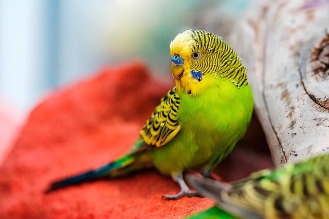 Free download budgerigar bird animal free picture to be edited with GIMP free online image editor