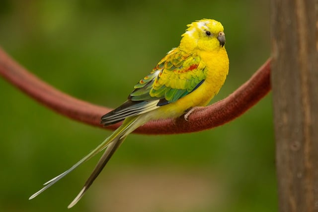 Gratis download grasparkiet parkiet vogel dier gratis foto om te bewerken met GIMP gratis online afbeeldingseditor
