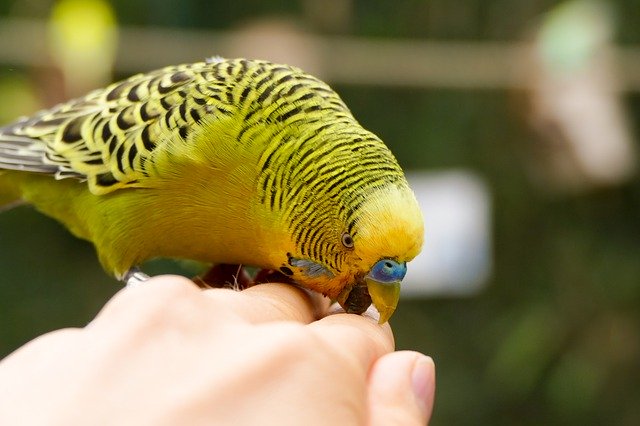 বিনামূল্যে ডাউনলোড করুন Budgie Bill Bird - বিনামূল্যে ছবি বা ছবি GIMP অনলাইন ইমেজ এডিটর দিয়ে সম্পাদনা করতে হবে