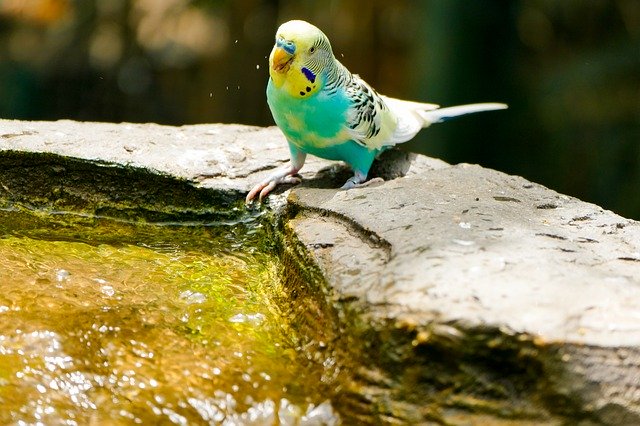 Free download Budgie Bird Animal -  free photo or picture to be edited with GIMP online image editor