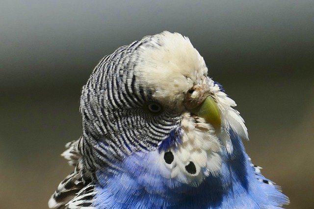 Free download Budgie Bird Animal Portrait -  free photo or picture to be edited with GIMP online image editor