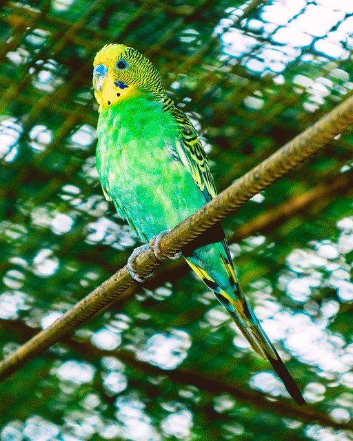 Безкоштовно завантажте Budgie Bird Parakeet - безкоштовне фото або зображення для редагування в онлайн-редакторі зображень GIMP