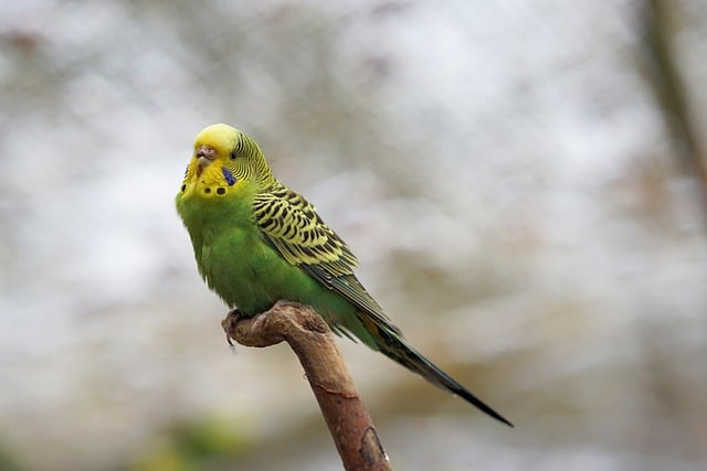 Bezpłatne pobieranie papużki papugowej papugi papugi za darmo zdjęcie do edycji za pomocą bezpłatnego edytora obrazów online GIMP