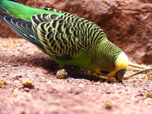 قم بتنزيل Budgie Parakeet Green مجانًا - صورة أو صورة مجانية ليتم تحريرها باستخدام محرر الصور عبر الإنترنت GIMP