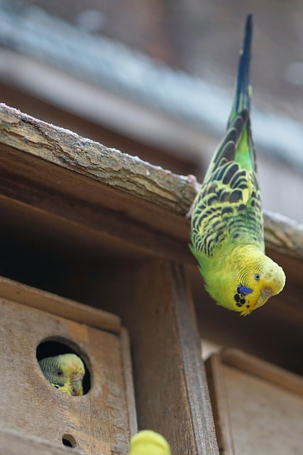 Muat turun percuma budgie parkit parrot bird nature gambar percuma untuk diedit dengan editor imej dalam talian percuma GIMP