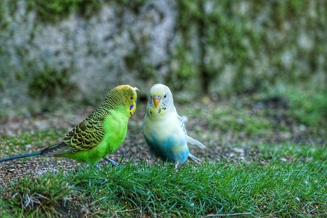 Free download budgies plumage birds wildlife free picture to be edited with GIMP free online image editor
