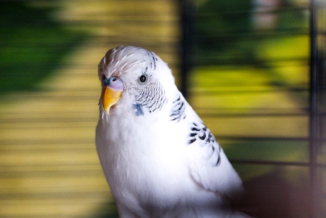 Unduh gratis Budgie White Animals - foto atau gambar gratis untuk diedit dengan editor gambar online GIMP