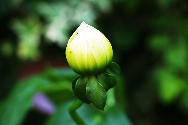 Free download Bud Green -  free photo or picture to be edited with GIMP online image editor