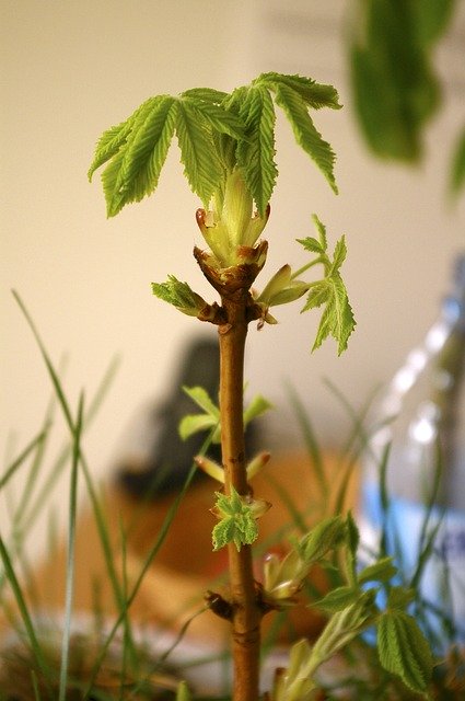 Free download Bud Horse Chestnut Tree -  free photo or picture to be edited with GIMP online image editor