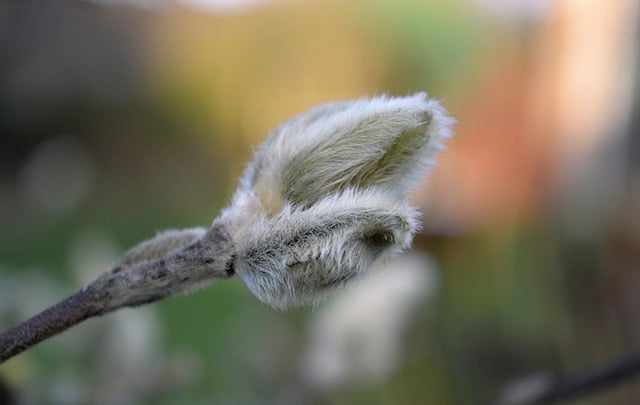 Free download bud magnolia grow growth awakening free picture to be edited with GIMP free online image editor