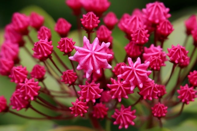 Free download bud mountain laurel evergreen shrub free picture to be edited with GIMP free online image editor