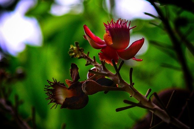 ດາວໂຫລດຟຣີ Bud Nova Scotia The Phk - ຮູບພາບຫຼືຮູບພາບທີ່ບໍ່ເສຍຄ່າເພື່ອແກ້ໄຂດ້ວຍບັນນາທິການຮູບພາບອອນໄລນ໌ GIMP