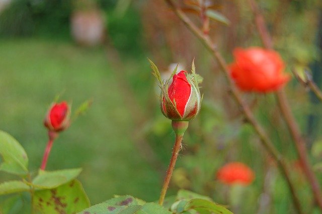 Безкоштовно завантажте Bud Pink Button – безкоштовну фотографію чи зображення для редагування за допомогою онлайн-редактора зображень GIMP