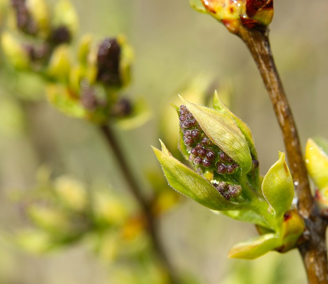 Free download bud plant spring nature close up free picture to be edited with GIMP free online image editor