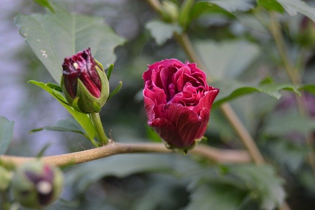 הורדה חינם Bud Red Plant - תמונה או תמונה בחינם לעריכה עם עורך התמונות המקוון GIMP