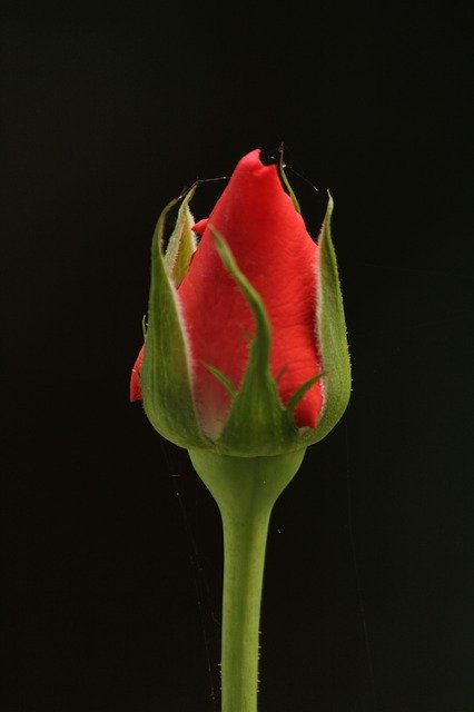 Muat turun percuma Bud Rose Bloom - foto atau gambar percuma untuk diedit dengan editor imej dalam talian GIMP