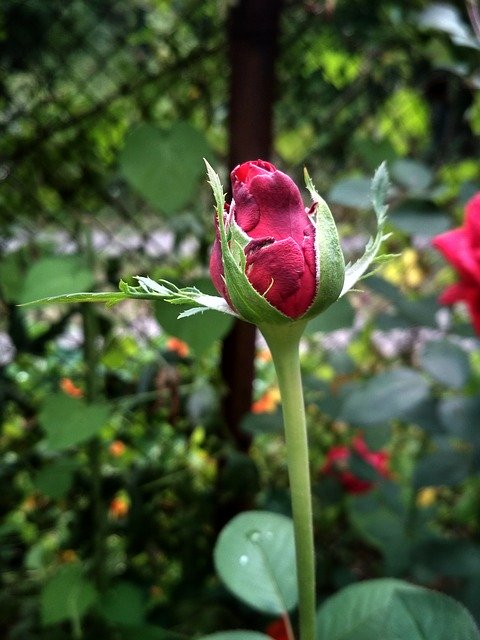 Ücretsiz indir Bud Rose Spring - GIMP çevrimiçi resim düzenleyici ile düzenlenecek ücretsiz fotoğraf veya resim