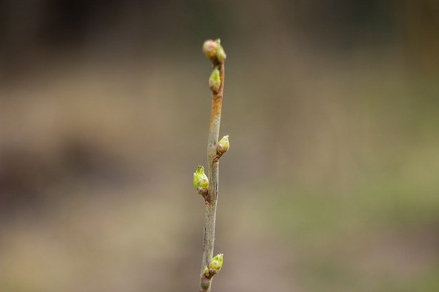 Gratis download Bud Spring Nature - gratis foto of afbeelding om te bewerken met GIMP online afbeeldingseditor