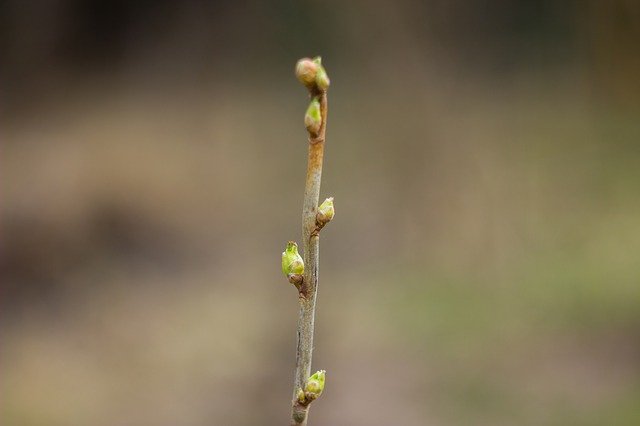 Free download Bud Spring Nature -  free photo or picture to be edited with GIMP online image editor