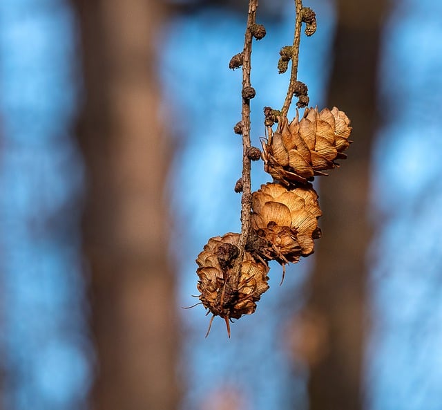 Free download buds winter flora blossom bloom free picture to be edited with GIMP free online image editor