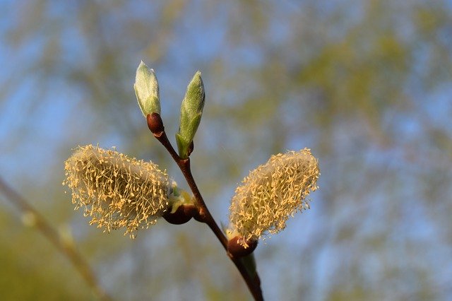 Free download Bud Tree Flower -  free photo or picture to be edited with GIMP online image editor