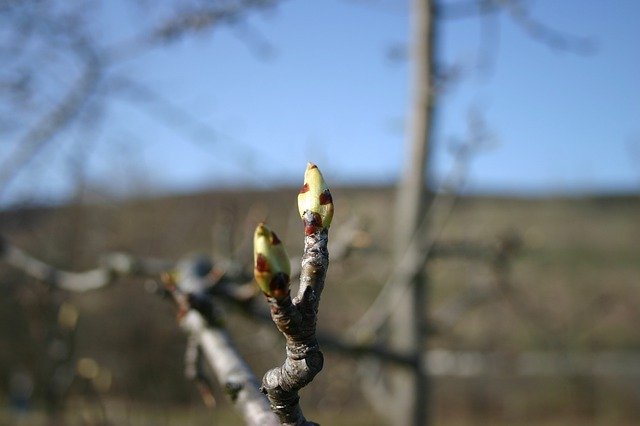 Free download Bud Tree The Beginning Of Spring -  free photo or picture to be edited with GIMP online image editor