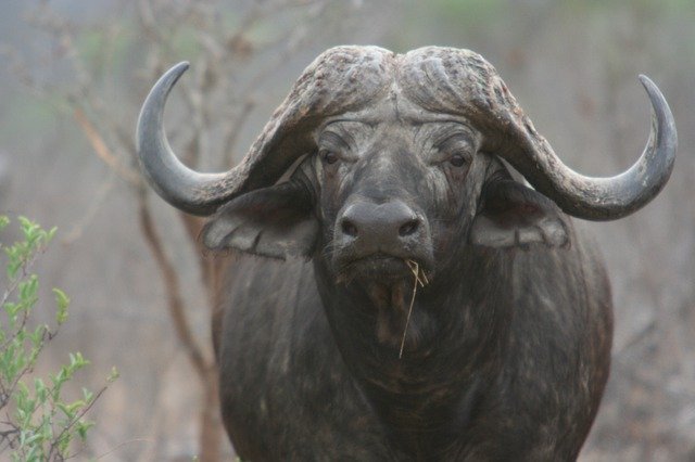 Free download Buffalo Africa Big 5 -  free photo or picture to be edited with GIMP online image editor