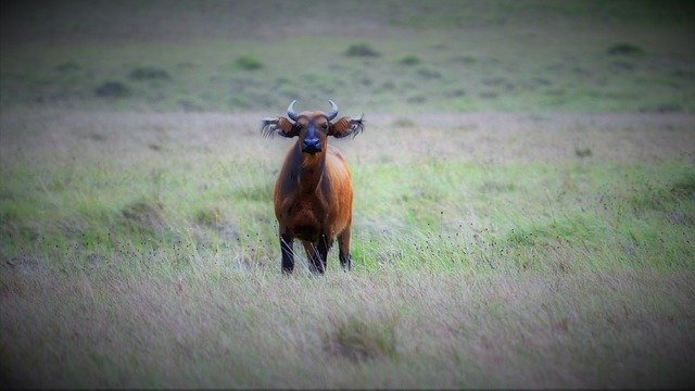 무료 다운로드 Buffalo Africa Gabon - 무료 사진 또는 김프 온라인 이미지 편집기로 편집할 수 있는 사진