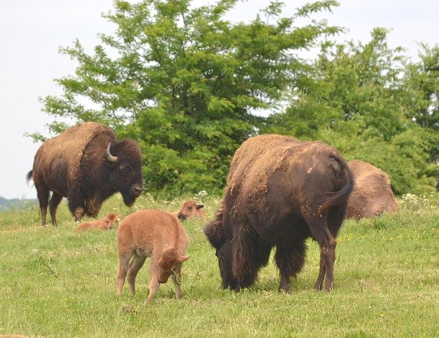 Muat turun percuma Buffalo Animal Bison - foto atau gambar percuma untuk diedit dengan editor imej dalam talian GIMP