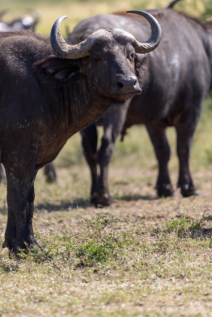 Free download buffalo animal safari national park free picture to be edited with GIMP free online image editor