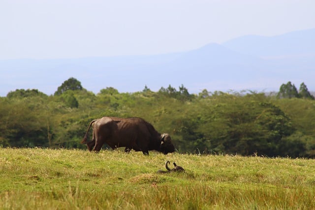 Free download buffalo arusha tanzania landscape free picture to be edited with GIMP free online image editor