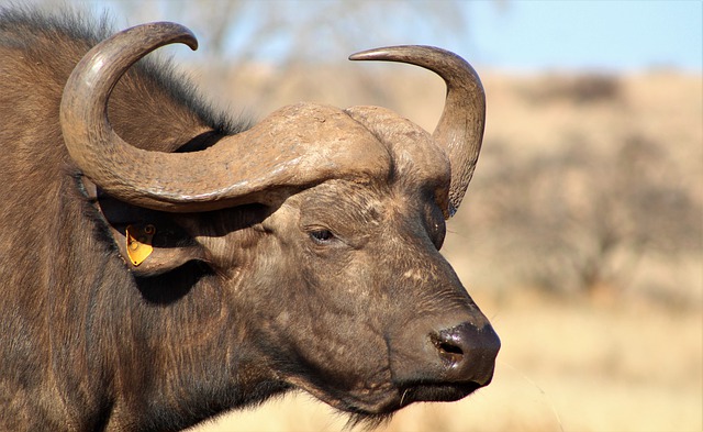 Free download buffalo big 5 africa wildlife free picture to be edited with GIMP free online image editor