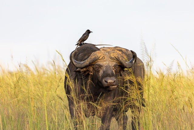 Free download buffalo bird meadow big five free picture to be edited with GIMP free online image editor