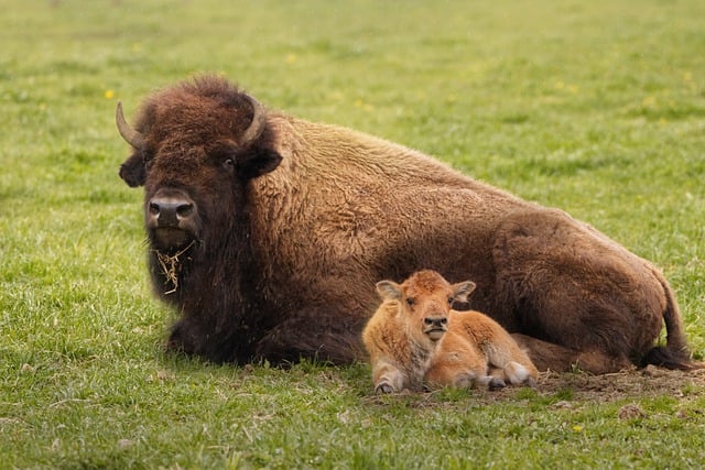 Free download buffalo bison animal wildlife calf free picture to be edited with GIMP free online image editor
