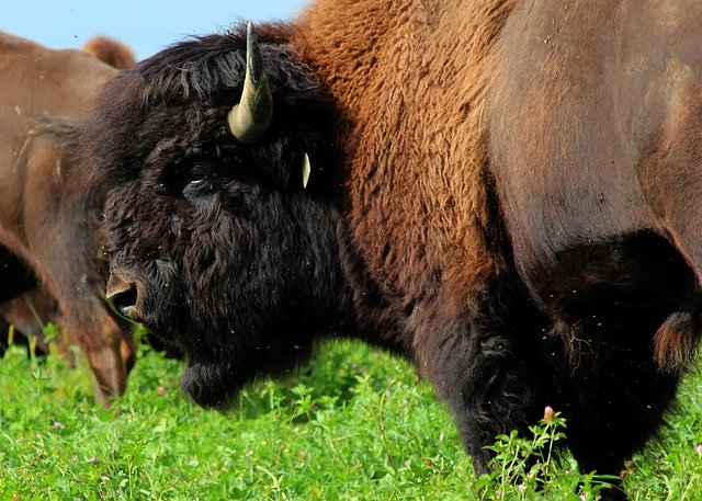 Descărcare gratuită Buffalo Bison Ma - fotografie sau imagini gratuite pentru a fi editate cu editorul de imagini online GIMP