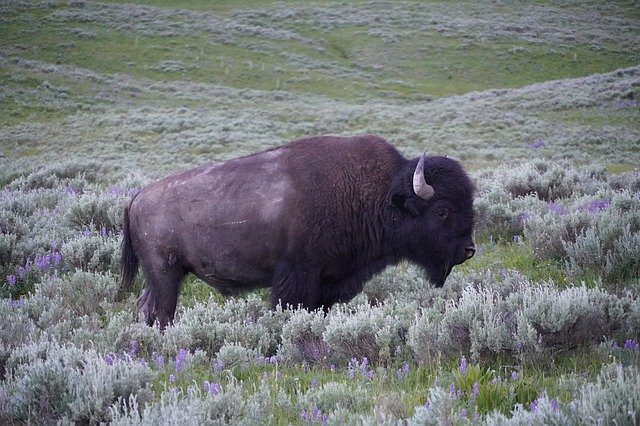 Unduh gratis Buffalo Bison Yellowstone - foto atau gambar gratis untuk diedit dengan editor gambar online GIMP