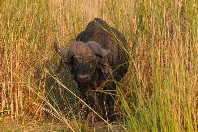 Free download buffalo grass hide free picture to be edited with GIMP free online image editor