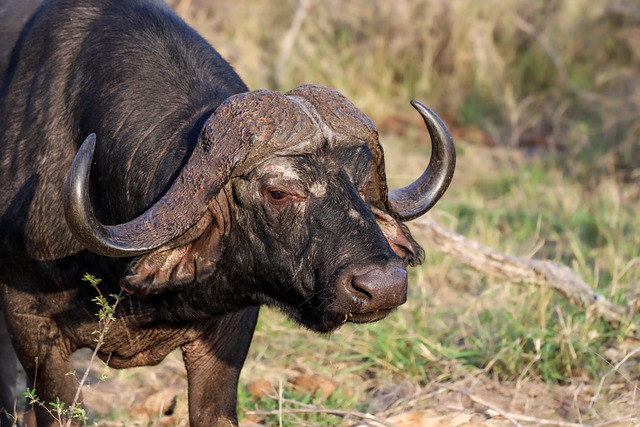 Free download buffalo horns wilderness africa free picture to be edited with GIMP free online image editor