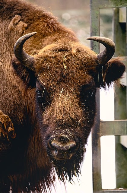 Free download buffalo horns winter snow cold free picture to be edited with GIMP free online image editor