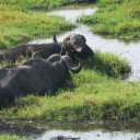 Buffalo lagoon  screen for extension Chrome web store in OffiDocs Chromium