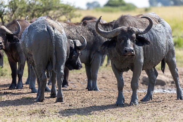 Free download buffalo national park buffalo wallow free picture to be edited with GIMP free online image editor