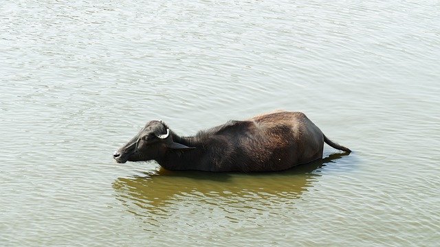 دانلود رایگان Buffalo Nature Rulers Village - عکس یا تصویر رایگان قابل ویرایش با ویرایشگر تصویر آنلاین GIMP