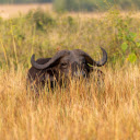 Buffalo on the Grass  screen for extension Chrome web store in OffiDocs Chromium