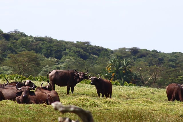 Free download buffalo plains nature tanzania free picture to be edited with GIMP free online image editor