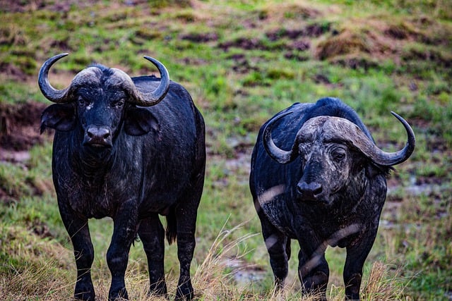 Free download buffalos animals wildlife landscape free picture to be edited with GIMP free online image editor